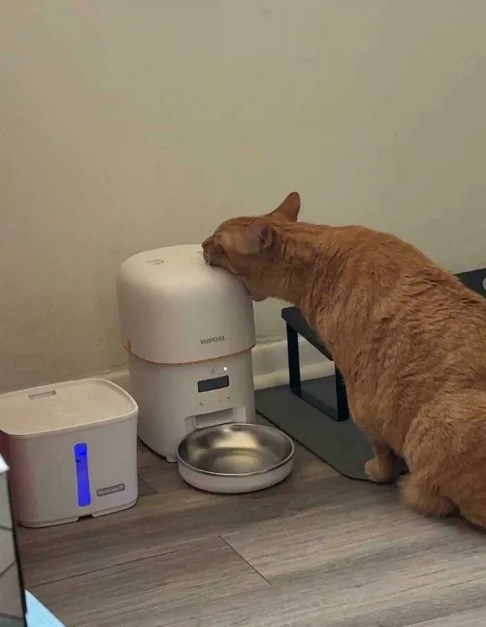 밥타임이 오는걸 못참은 고양이_1.webp