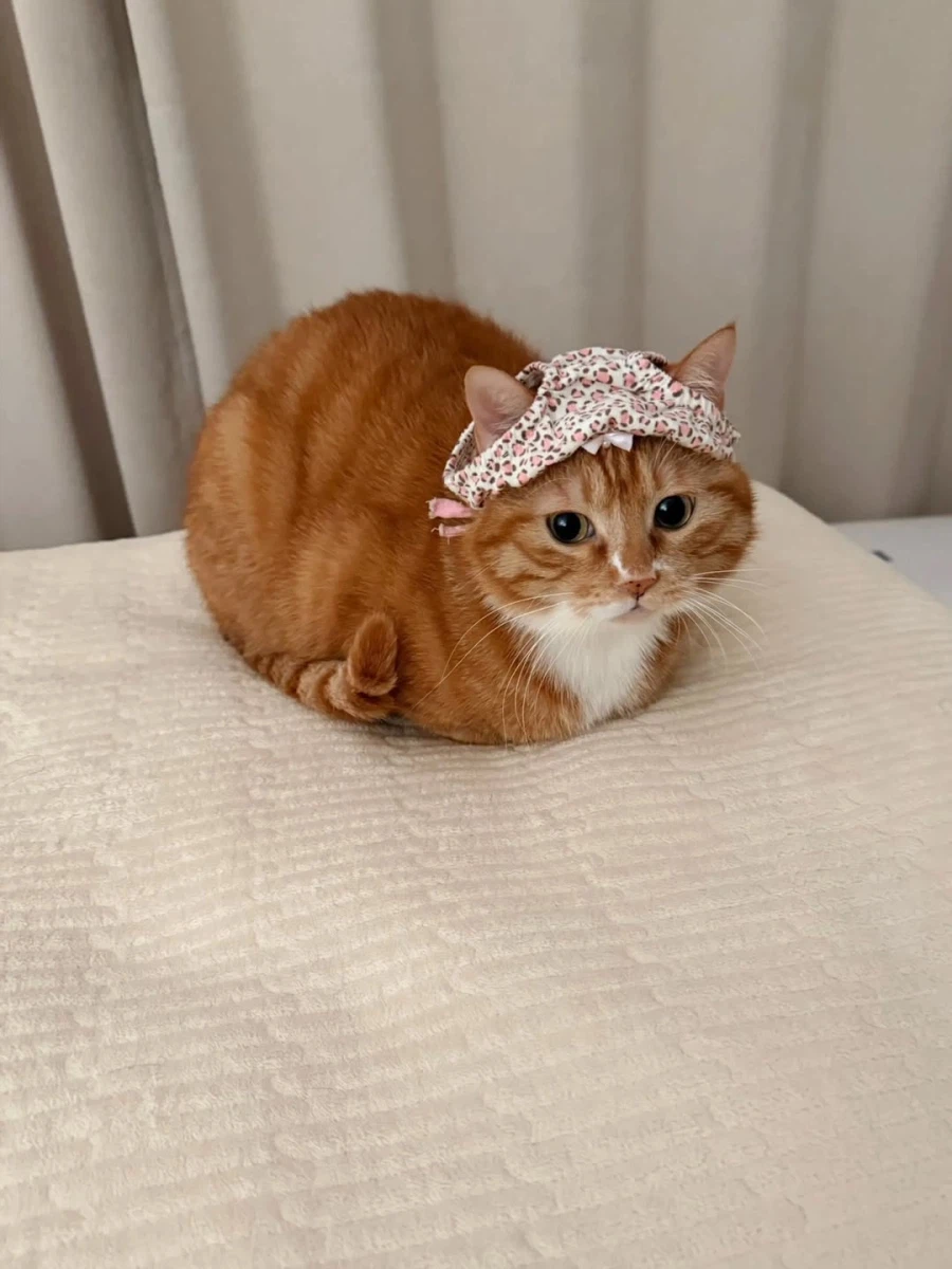 머리에 팬티 쓴 냐옹이..._1.webp