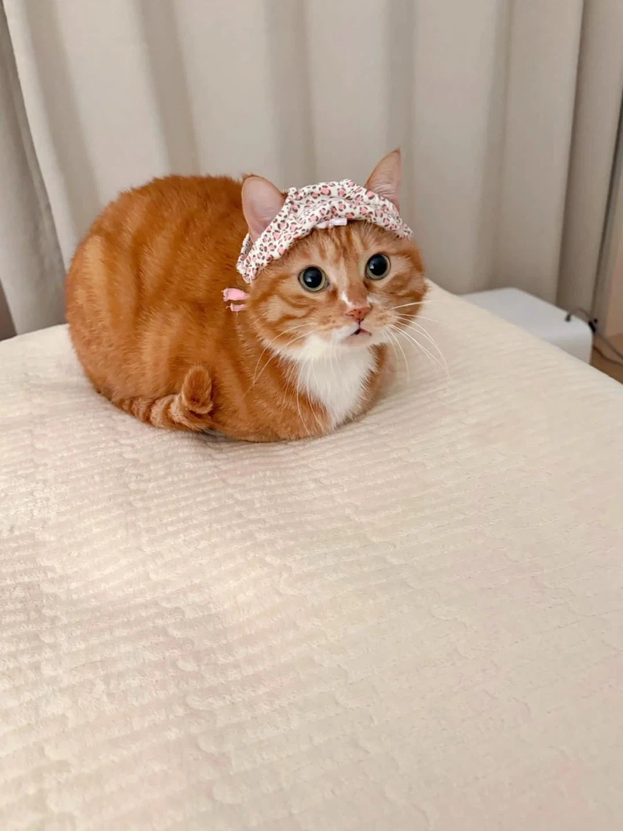 머리에 팬티 쓴 냐옹이..._2.webp