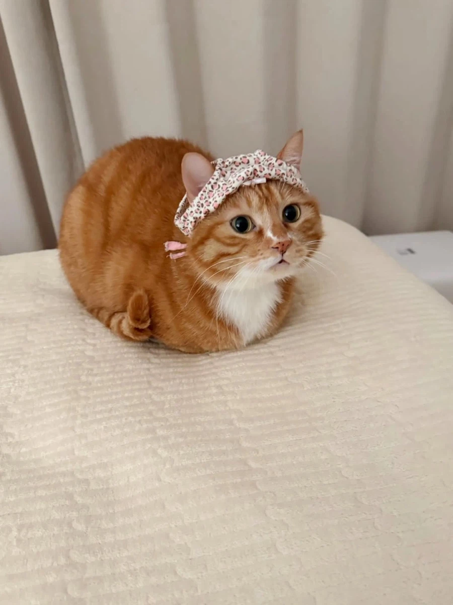 머리에 팬티 쓴 냐옹이..._3.webp