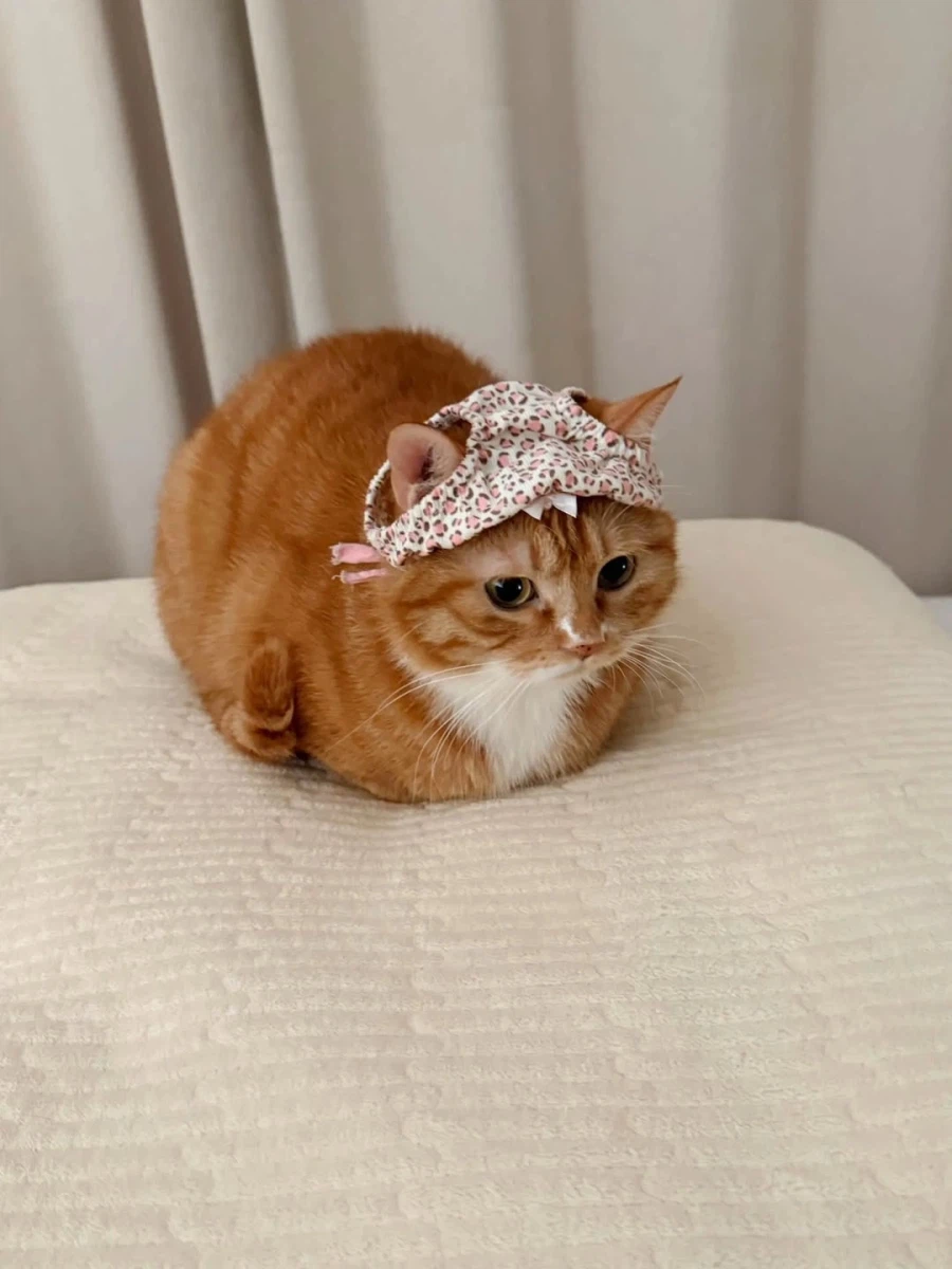 머리에 팬티 쓴 냐옹이..._4.webp