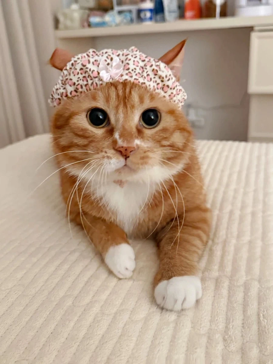 머리에 팬티 쓴 냐옹이..._5.webp