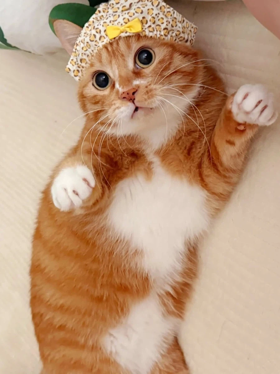 머리에 팬티 쓴 냐옹이..._6.webp