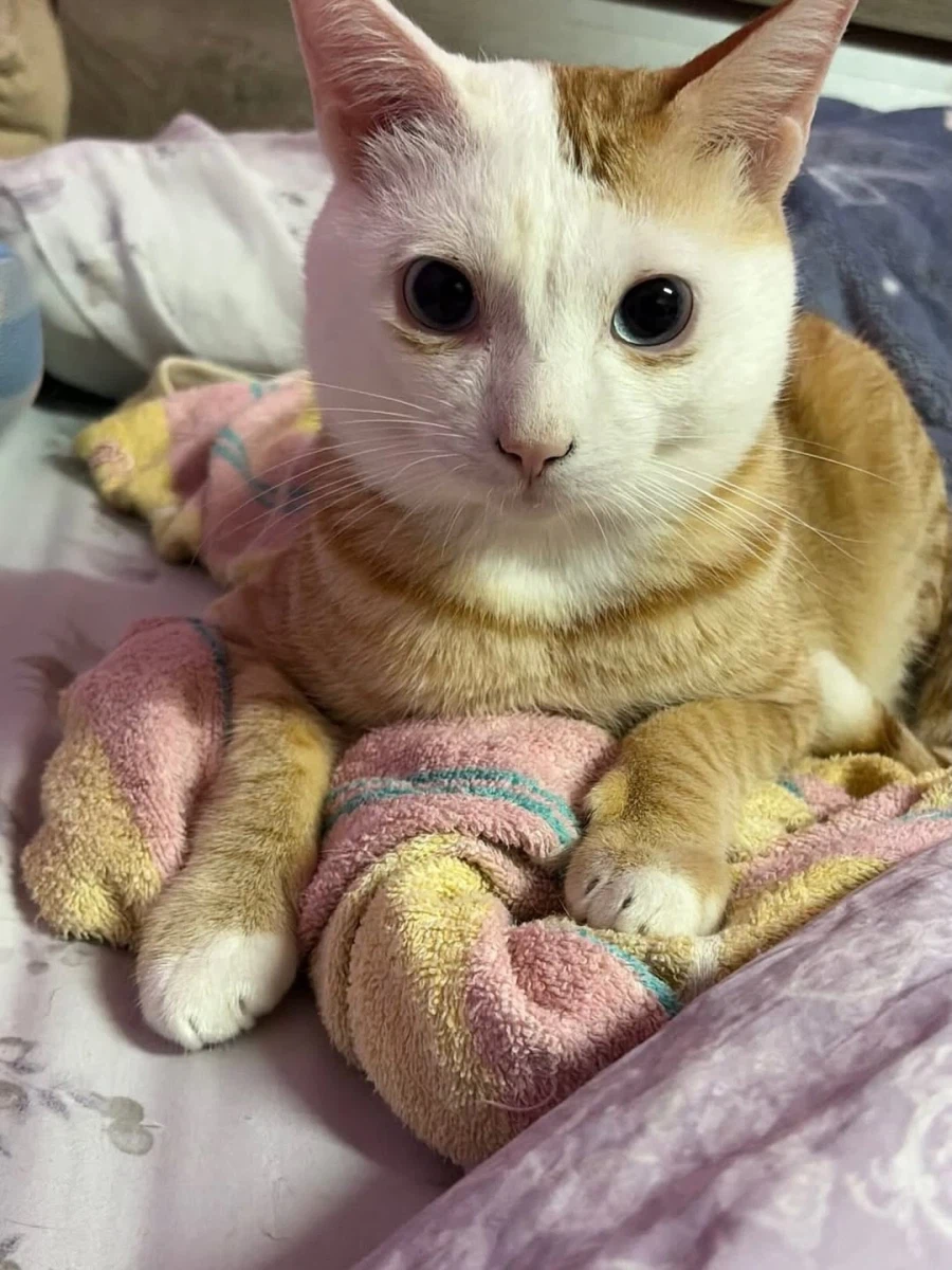 얼굴만 하얀 노란냐옹이.,_1.webp