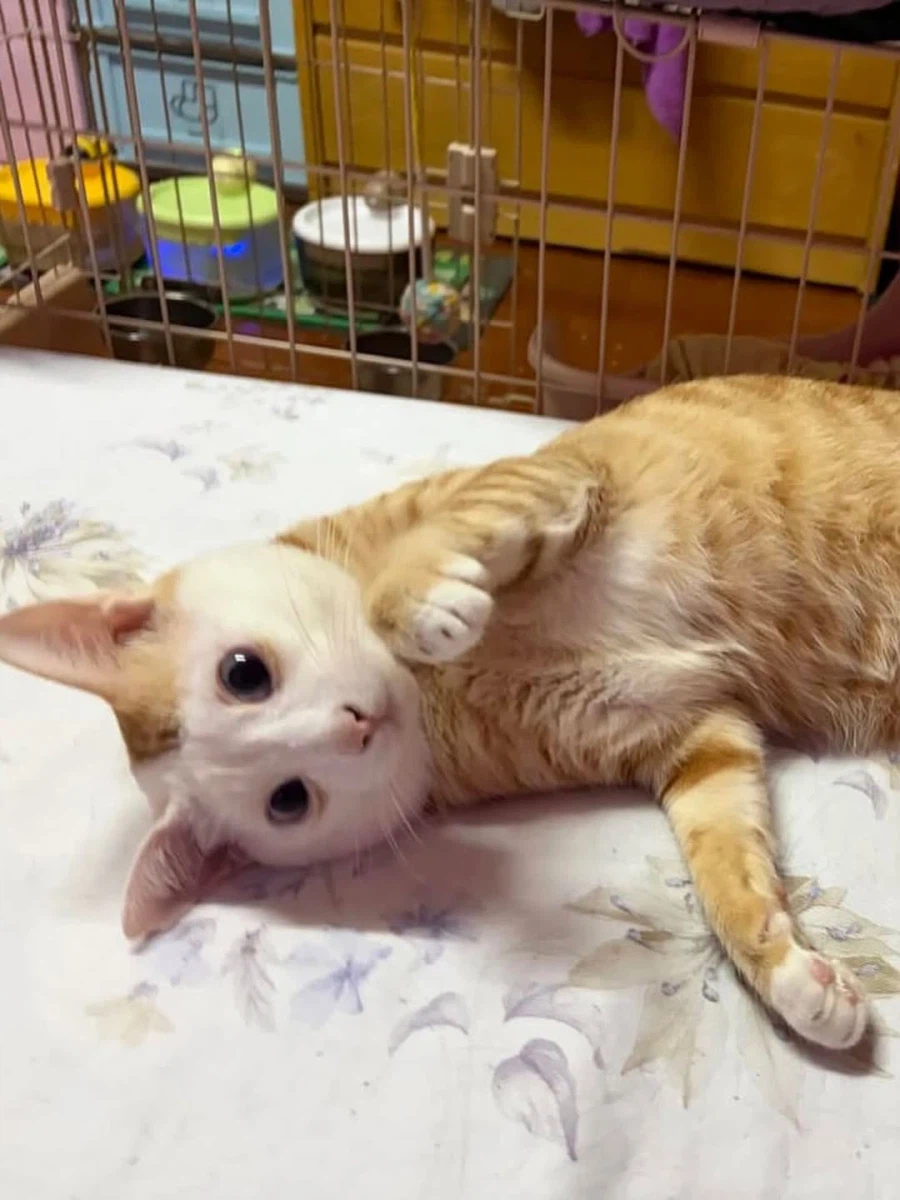 얼굴만 하얀 노란냐옹이.,_2.webp