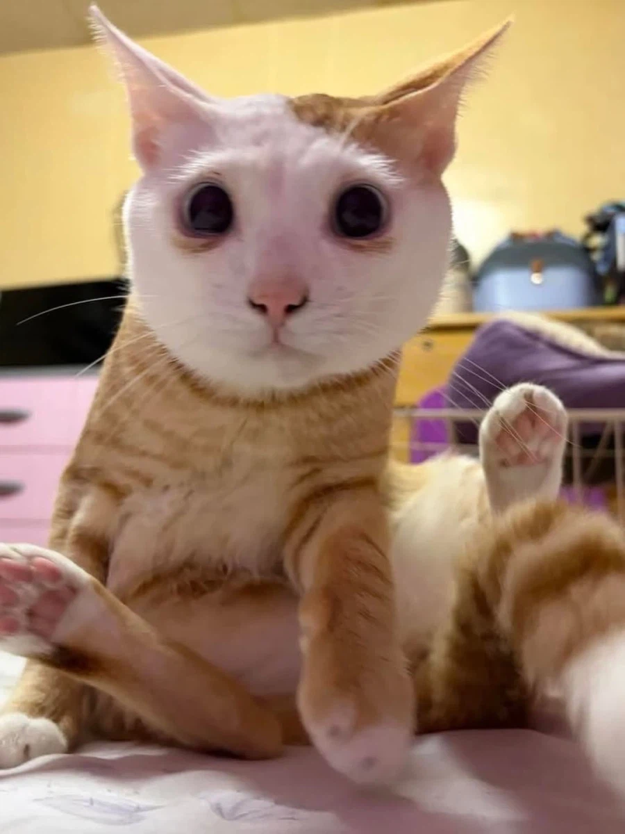 얼굴만 하얀 노란냐옹이.,_3.webp