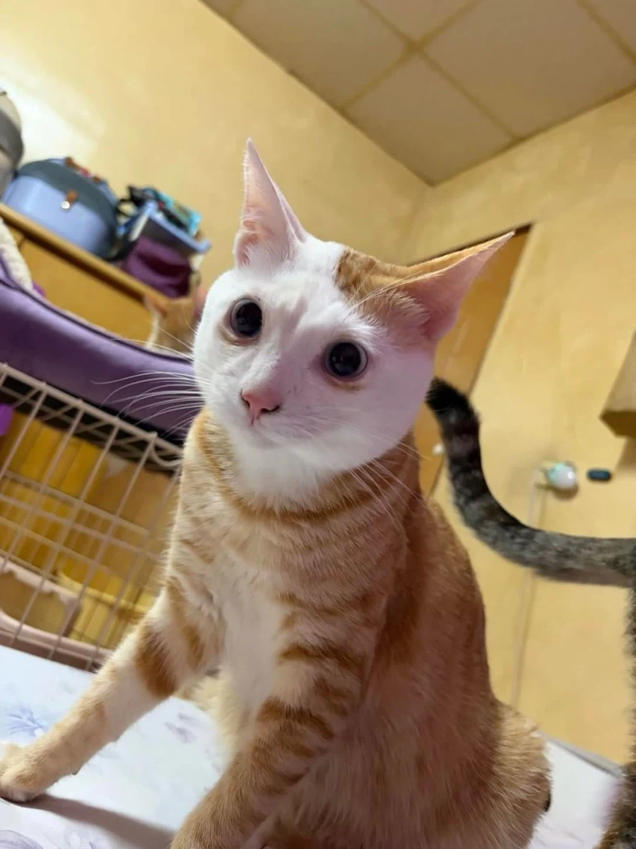 얼굴만 하얀 노란냐옹이.,_4.webp