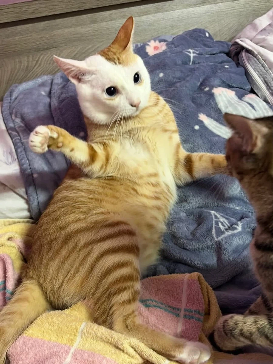 얼굴만 하얀 노란냐옹이.,_5.webp