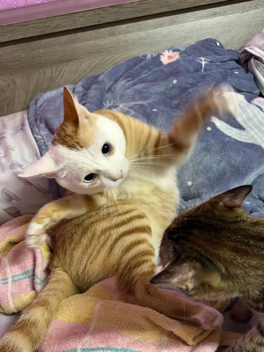 얼굴만 하얀 노란냐옹이.,_6.webp