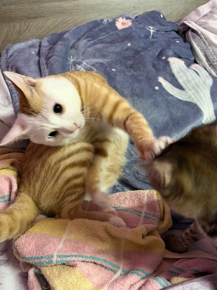 얼굴만 하얀 노란냐옹이.,_7.webp