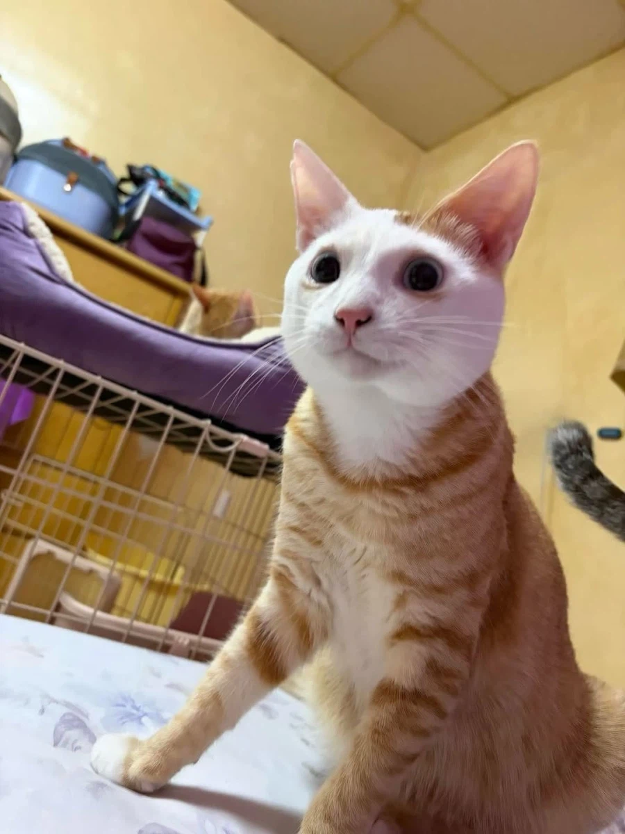 얼굴만 하얀 노란냐옹이.,_8.webp