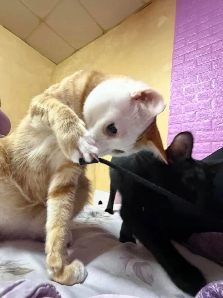 얼굴만 하얀 노란냐옹이.,_9.webp