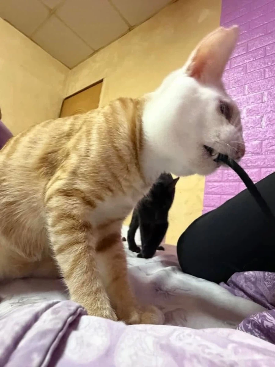 얼굴만 하얀 노란냐옹이.,_10.webp