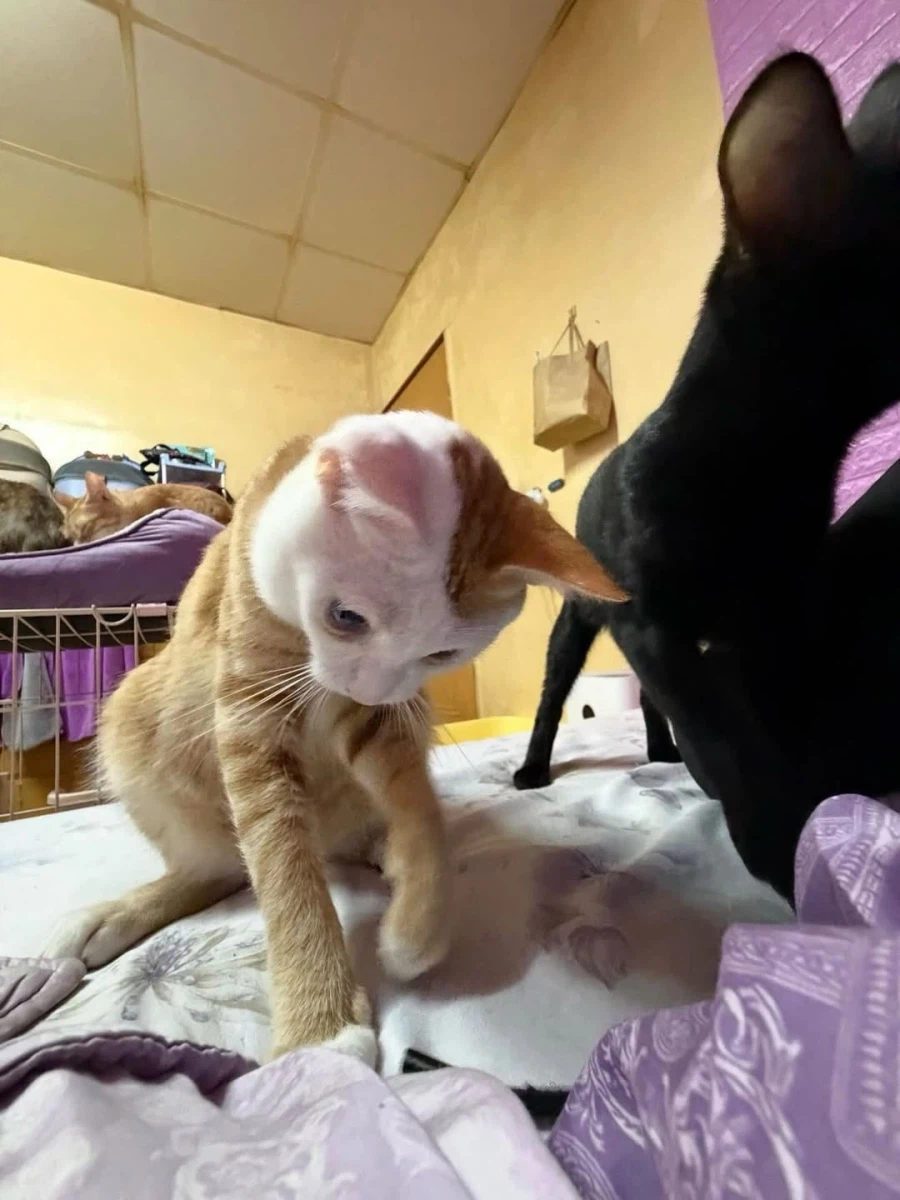 얼굴만 하얀 노란냐옹이.,_11.webp