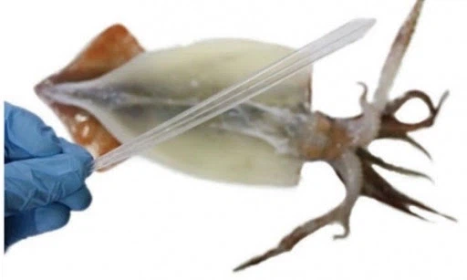 의외로 오징어 안에 있는것.jpg_2.webp