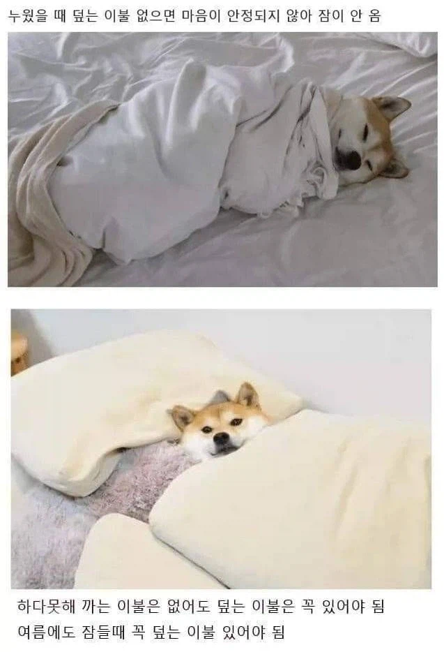 잘 때 이런 버릇 있는 사람 꼭 있음.jpg_1.webp