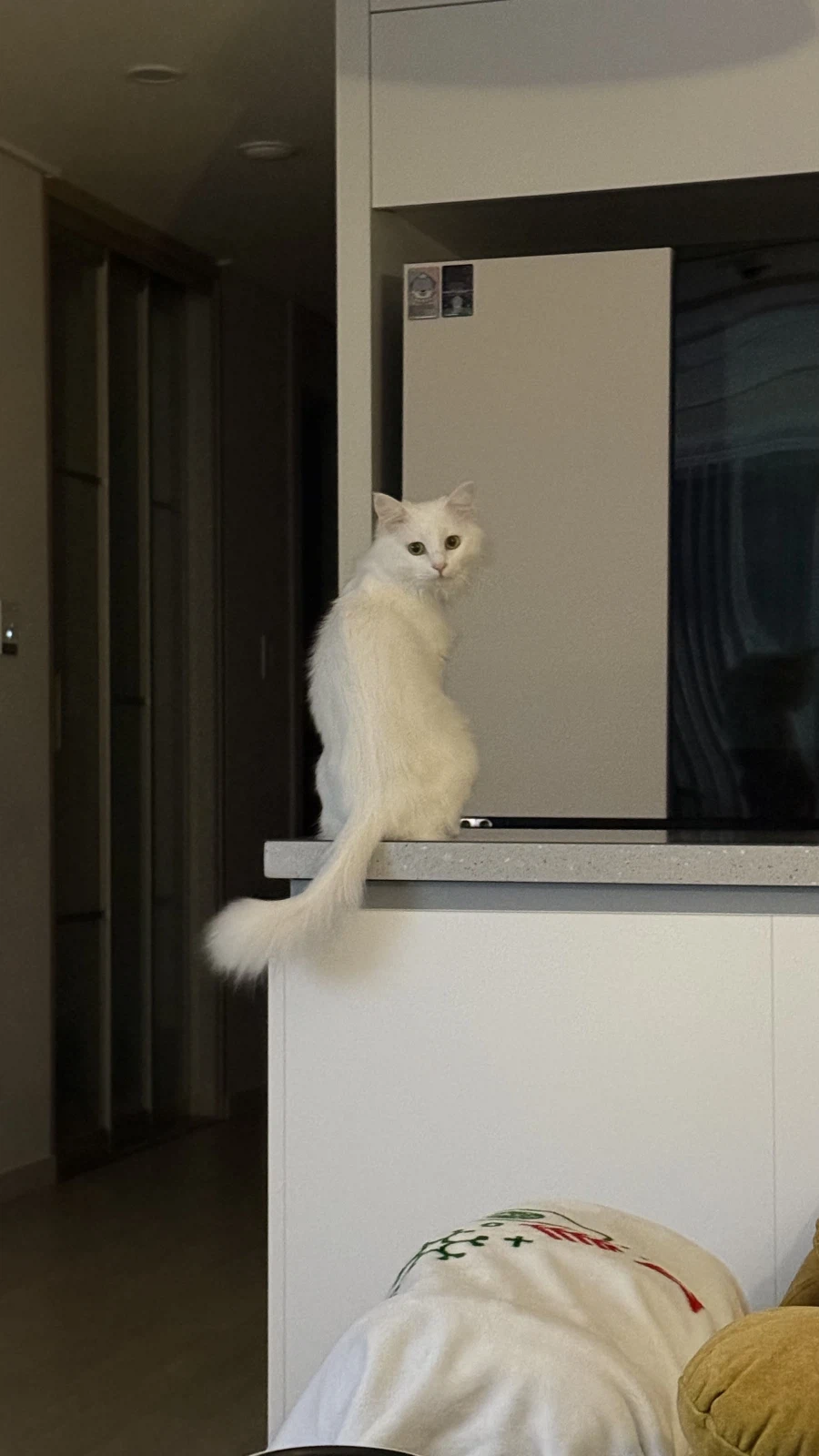 우리집 고양이 특_1.webp