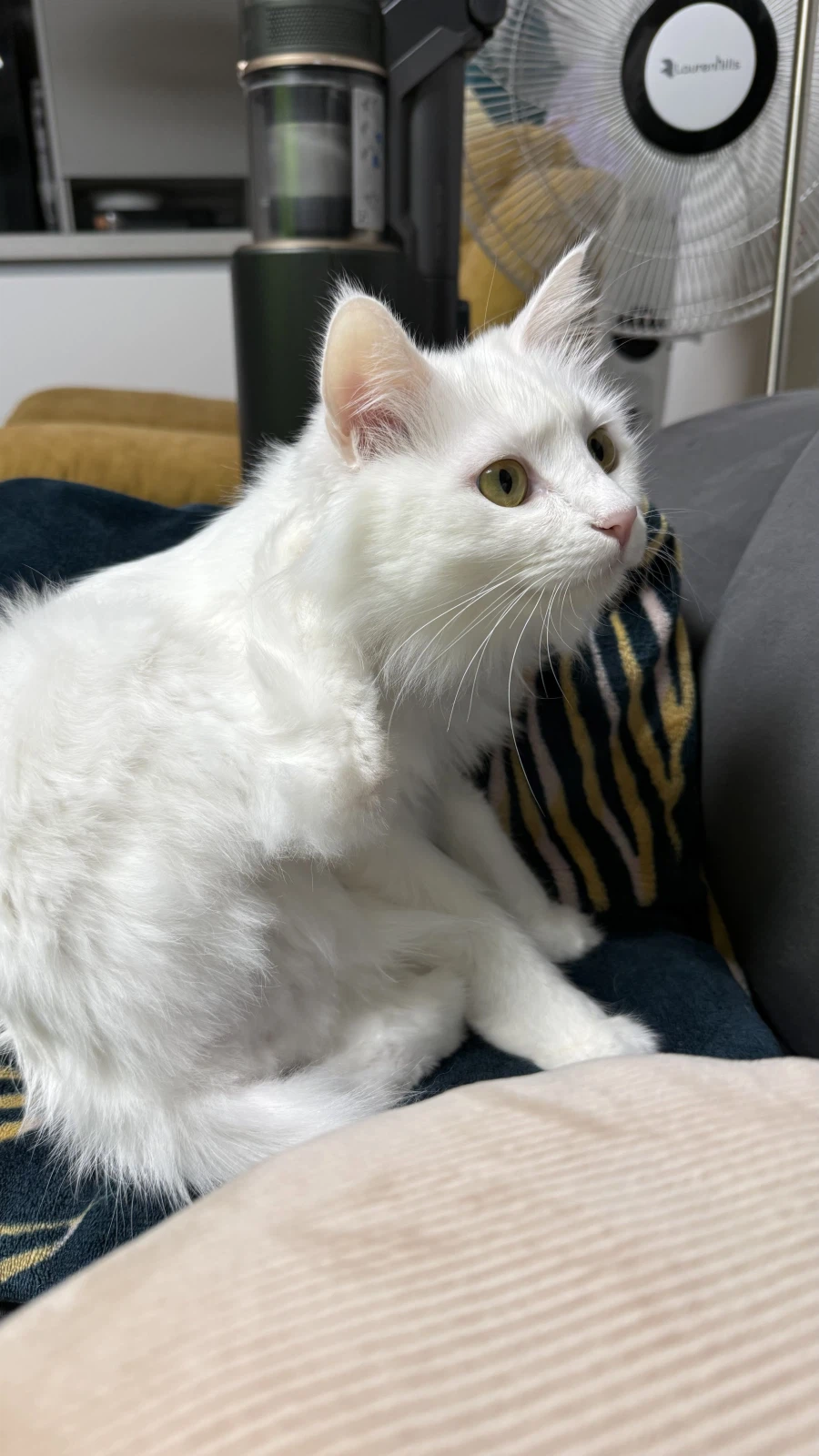 우리집 고양이 특_2.webp