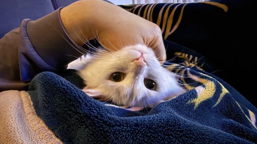 우리집 고양이 특_4.webp