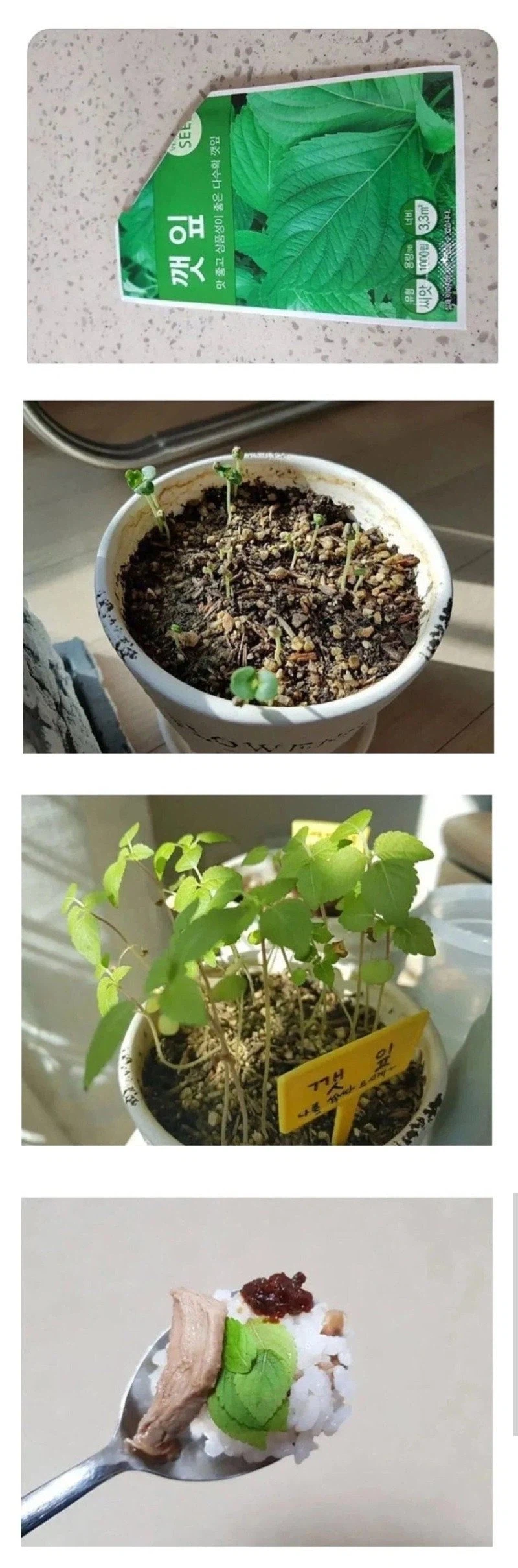 성질 급한 사람의 깻잎 키우기 jpg._1.webp