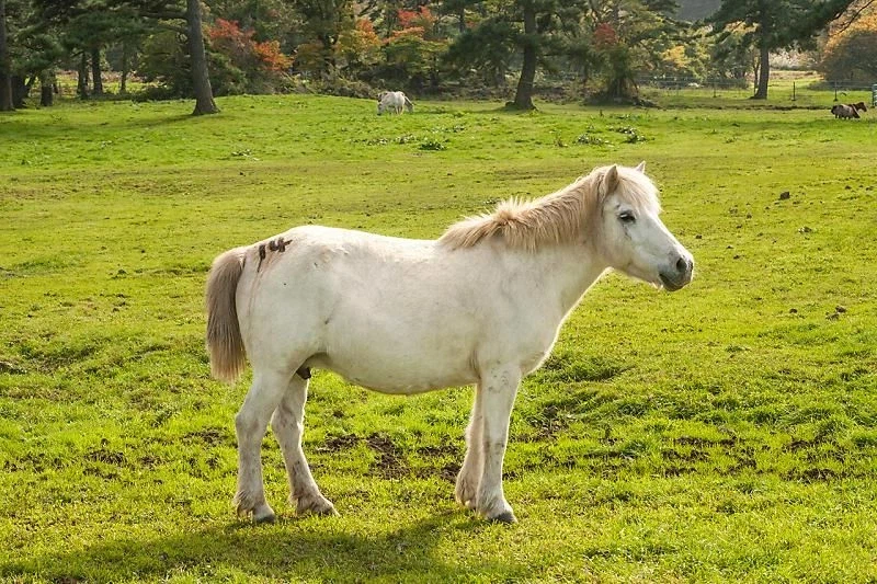 한국 토종말의 특징.jpg_1.webp