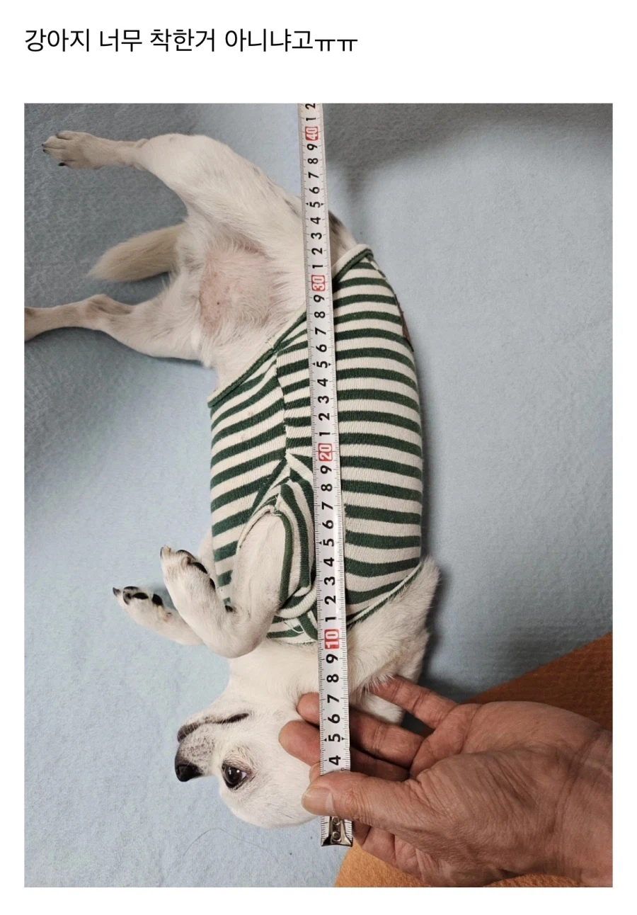 당근에 강아지집 올렸다가 받은 문의.jpg_2.webp