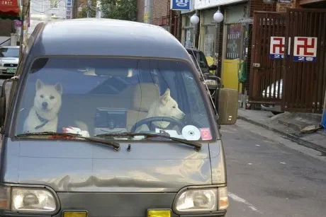 의외로 개들도 할 줄 아는거_1.webp