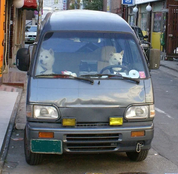 의외로 개들도 할 줄 아는거_2.webp