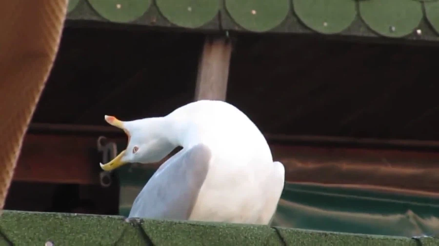 이란)애초에 지금 대가리 터졌을때 자율권 전쟁상태라_1.webp