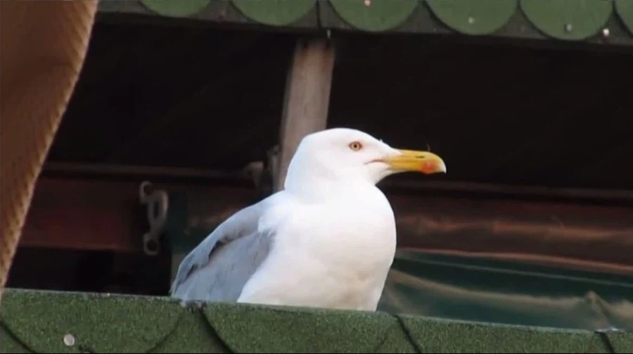 이란)애초에 지금 대가리 터졌을때 자율권 전쟁상태라_2.webp