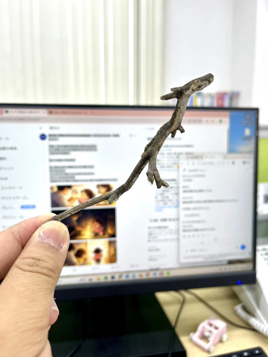 새끼 용 처럼 생긴 나뭇가지_1.webp