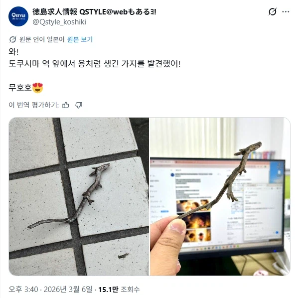 새끼 용 처럼 생긴 나뭇가지_2.webp