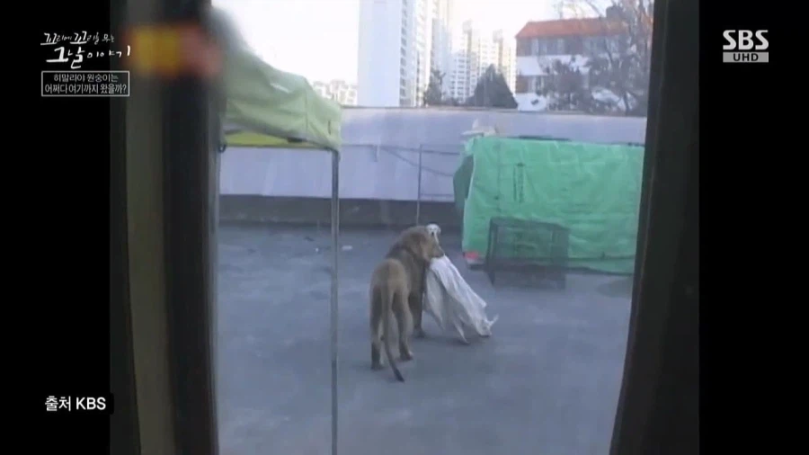 90년대 불법으로 기르던 애완동물들_4.webp