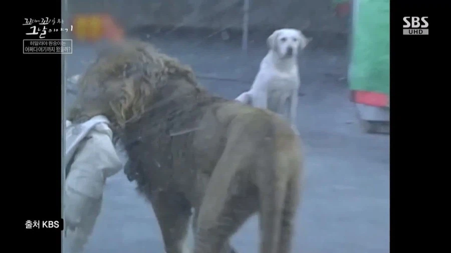 90년대 불법으로 기르던 애완동물들_5.webp