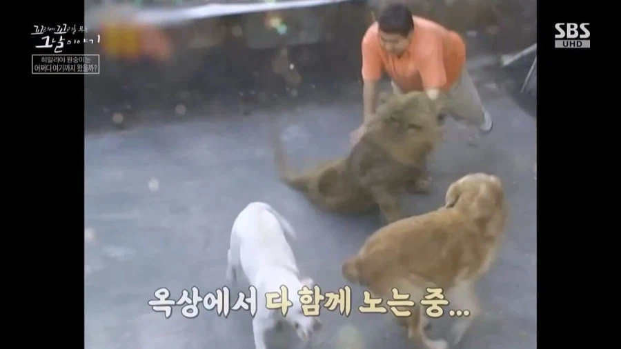 90년대 불법으로 기르던 애완동물들_7.webp