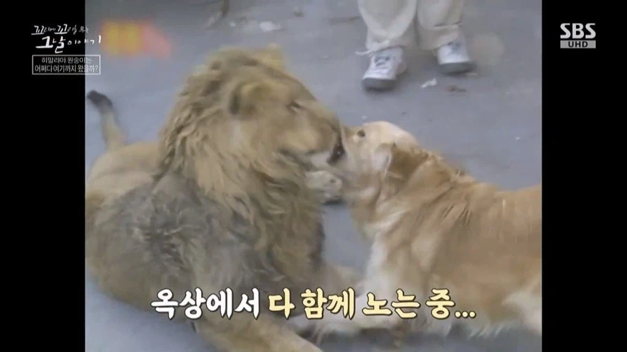 90년대 불법으로 기르던 애완동물들_8.webp