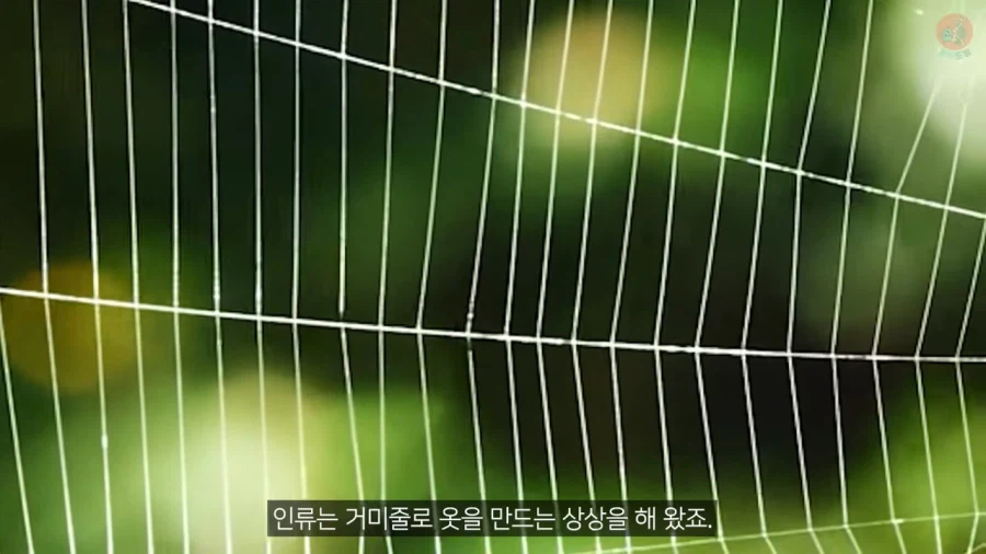 거미줄로 옷을 만들기까지 걸린 시간과 노력_1.webp