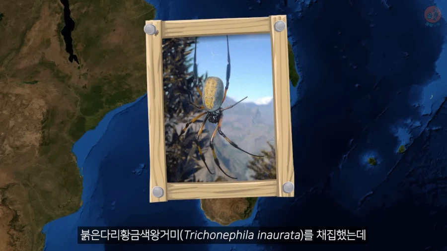 거미줄로 옷을 만들기까지 걸린 시간과 노력_12.webp