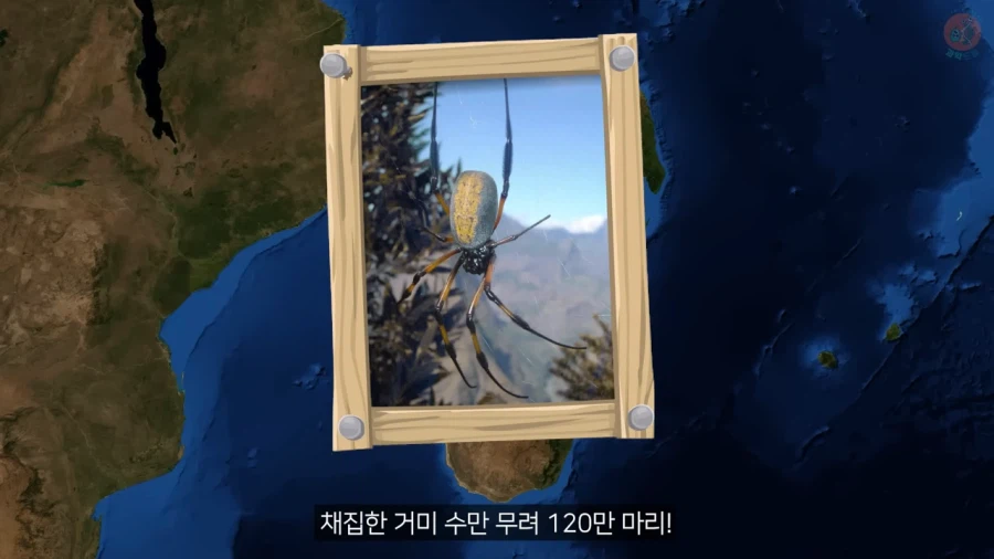 거미줄로 옷을 만들기까지 걸린 시간과 노력_13.webp