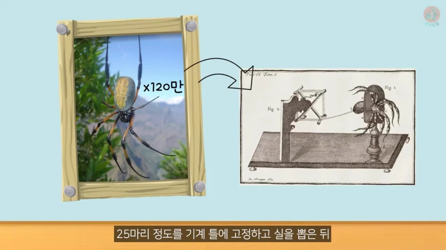 거미줄로 옷을 만들기까지 걸린 시간과 노력_15.webp