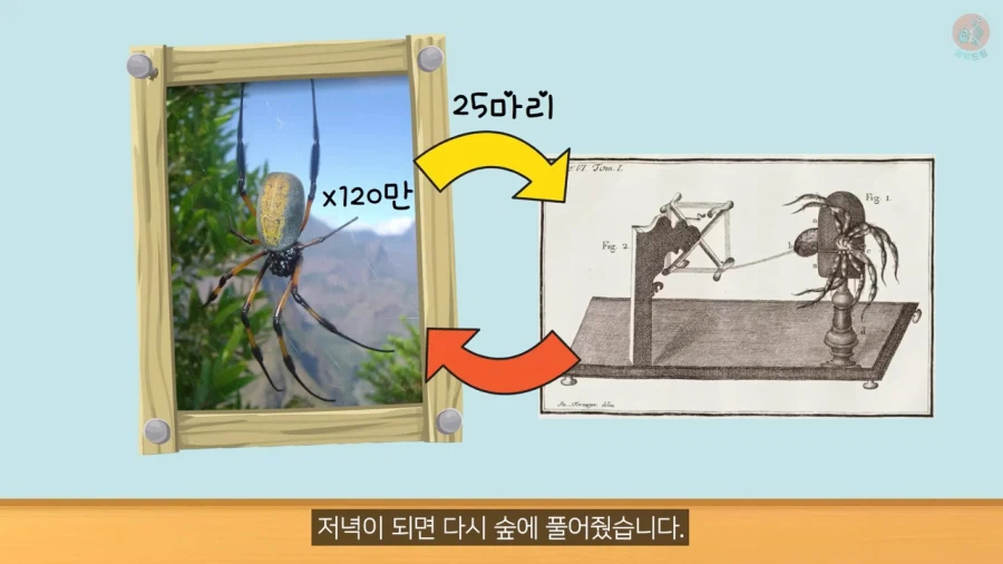 거미줄로 옷을 만들기까지 걸린 시간과 노력_16.webp