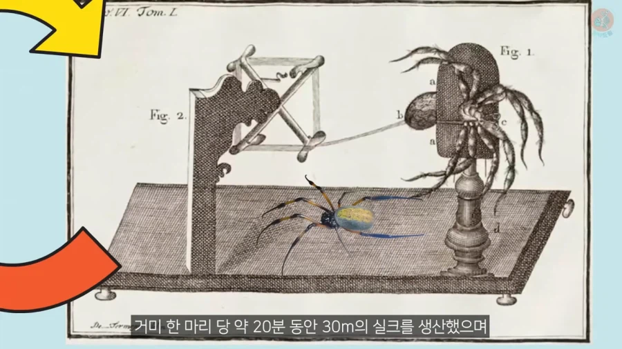 거미줄로 옷을 만들기까지 걸린 시간과 노력_17.webp