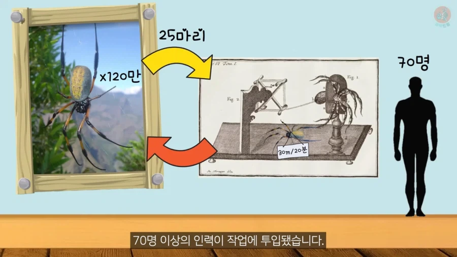 거미줄로 옷을 만들기까지 걸린 시간과 노력_18.webp