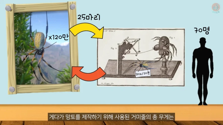 거미줄로 옷을 만들기까지 걸린 시간과 노력_19.webp