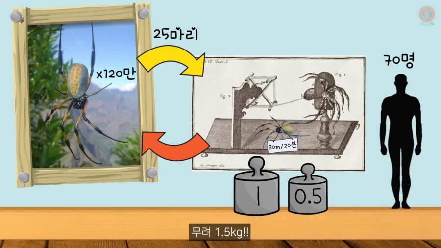 거미줄로 옷을 만들기까지 걸린 시간과 노력_20.webp