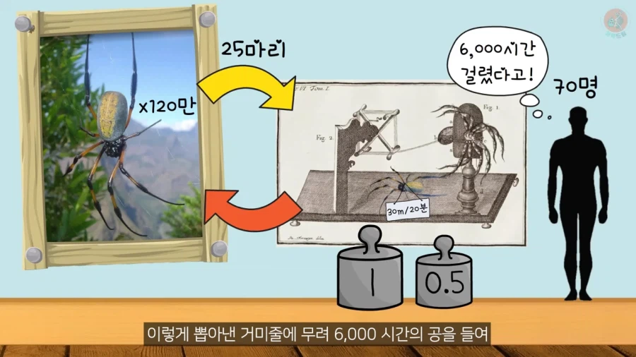 거미줄로 옷을 만들기까지 걸린 시간과 노력_21.webp