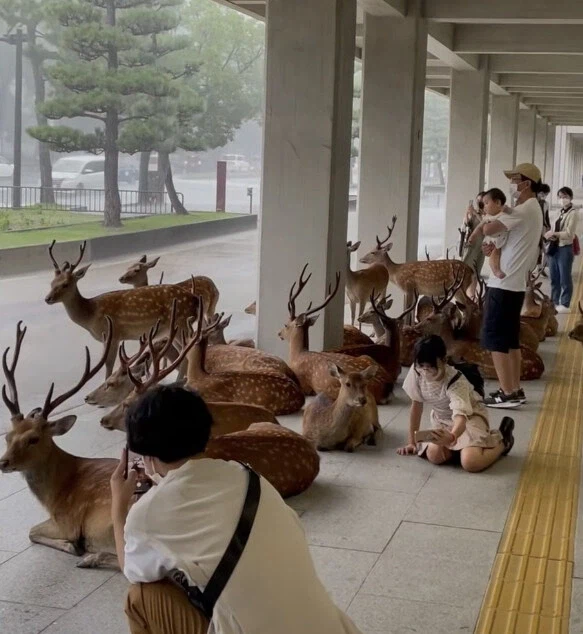 일본 나라현 도다이지 인근 사슴 공원에 비가 오면 벌어지는 광경.jpg_1.webp