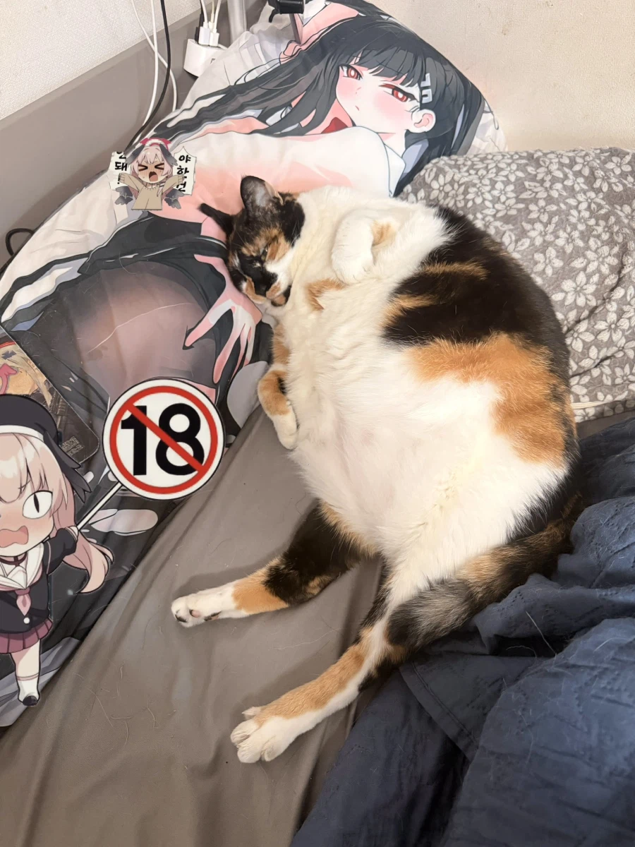 우리집 고우앵이 보구 가_1.webp