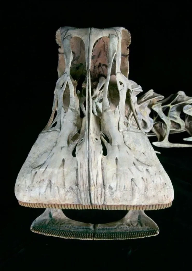 신기하게 생긴 공룡 니게르사우루스.jpg_5.webp