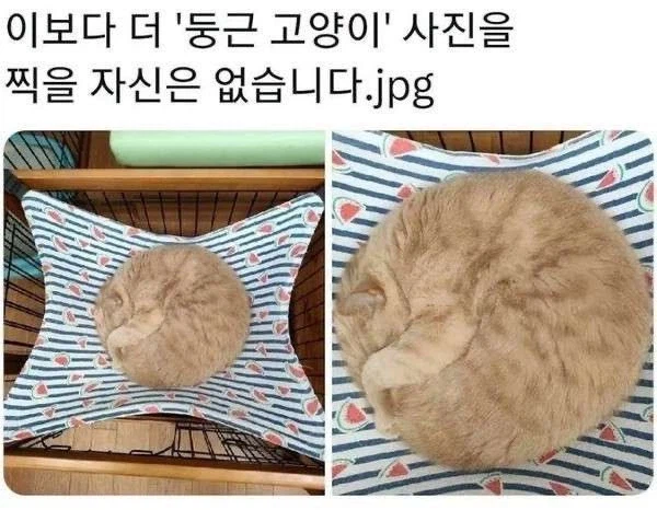 이보다 더 둥근 고양이 사진을 찍을 자신이 없습니다._1.webp